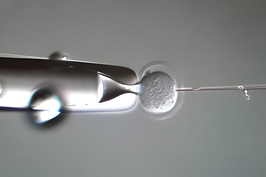 CLOSEUP VIEW OF NEEDLE INSERTING INTO EMBRYO