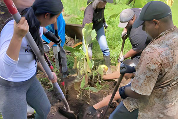 piko students and staff digging and planting roots